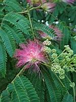 Acacia de Constantinople, Albizia julibrissin (Rhone, 2019-06) (3)